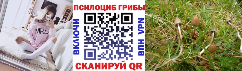 Купить закладки  Торжок  Псилоцибиновые грибы Psilocybe 